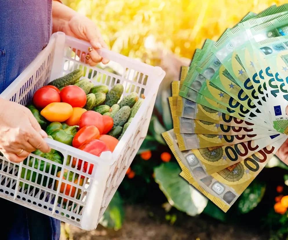 Ile można zarobić na zbiorach za granicą? Sprawdź realne zarobki