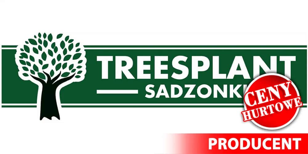 Ile można zarobić na choinkach? Sprawdź, czy to się opłaca