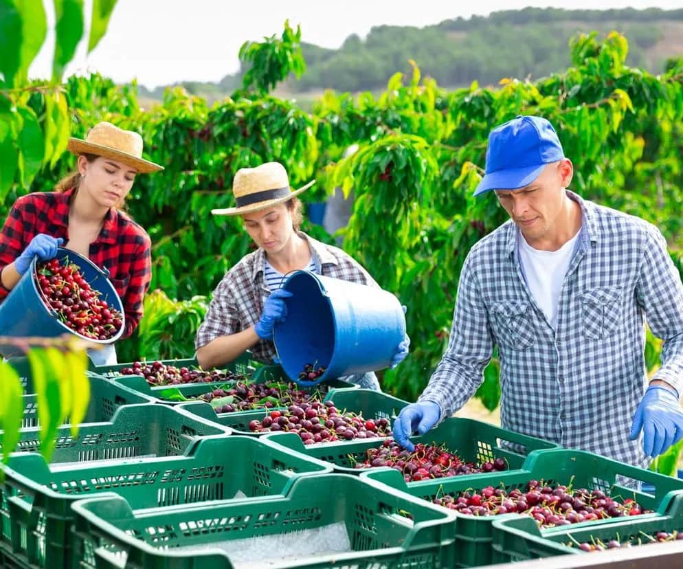Zbiór wiśni ile można zarobić? Poznaj kluczowe czynniki wpływu